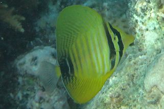 Zebrasoma desjardinii - Indischer Segelflossendoktor (Westlicher Fledermaus- Segelflosser, Brauner Segelflossendoktor)